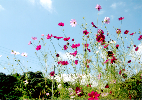 天までとどけ！！