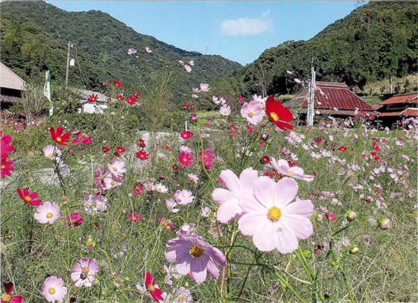 コスモスと古民家