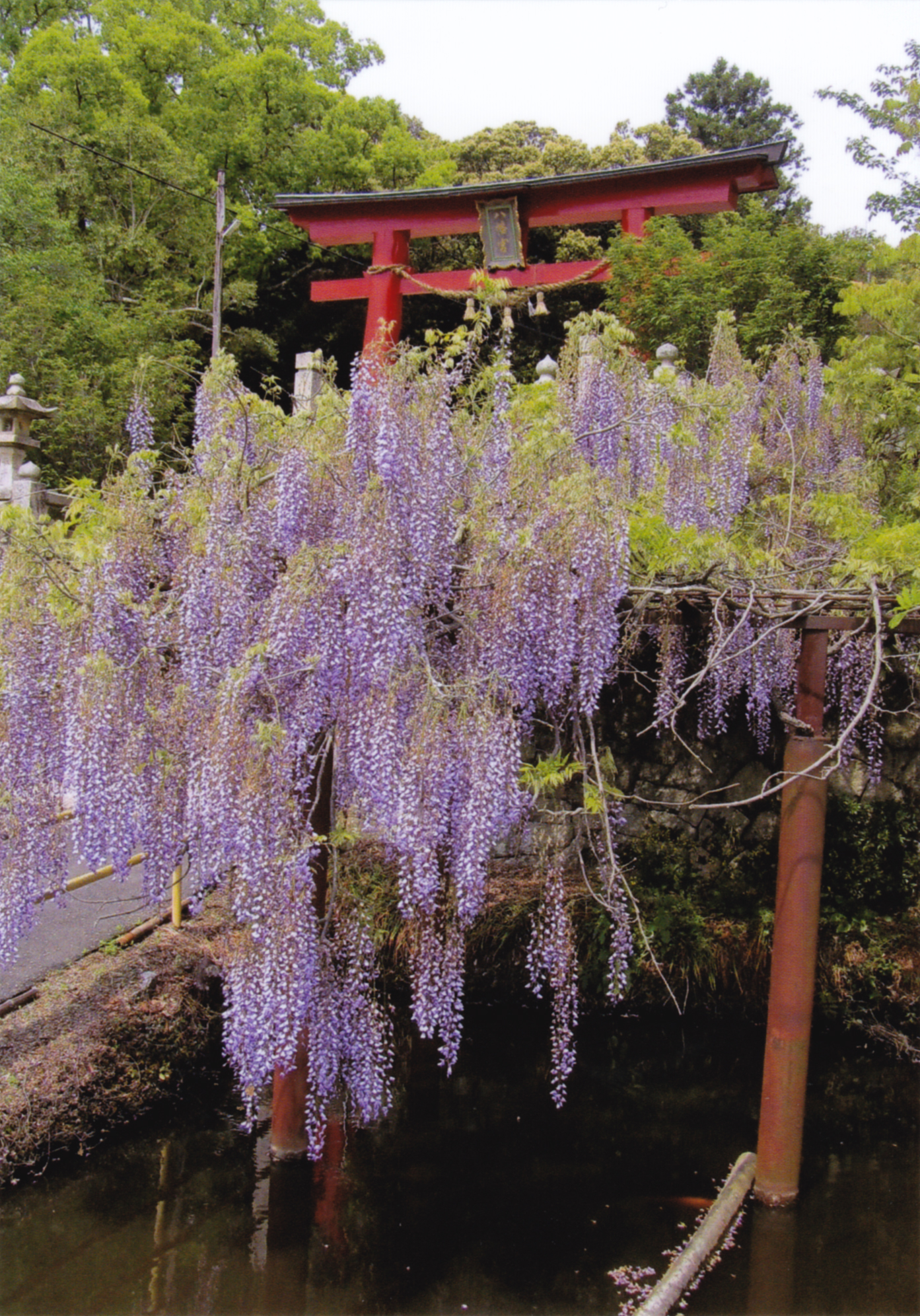 嘉川八幡宮の藤
