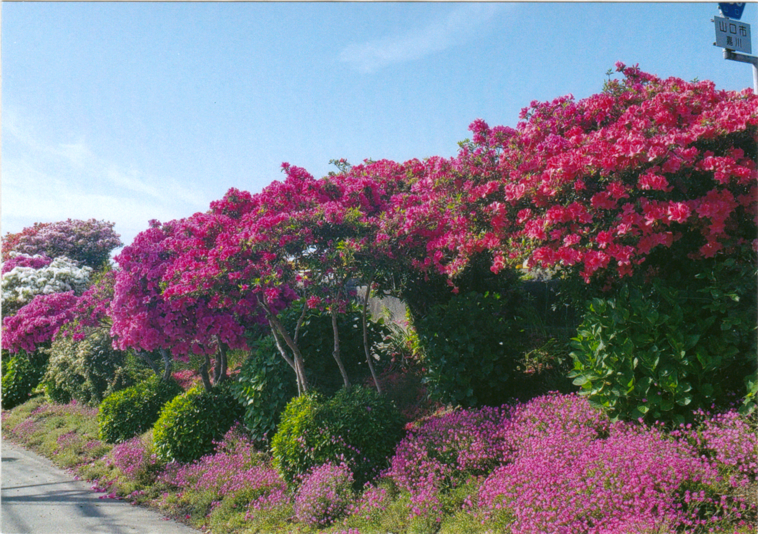幸ノ橋のつつじ